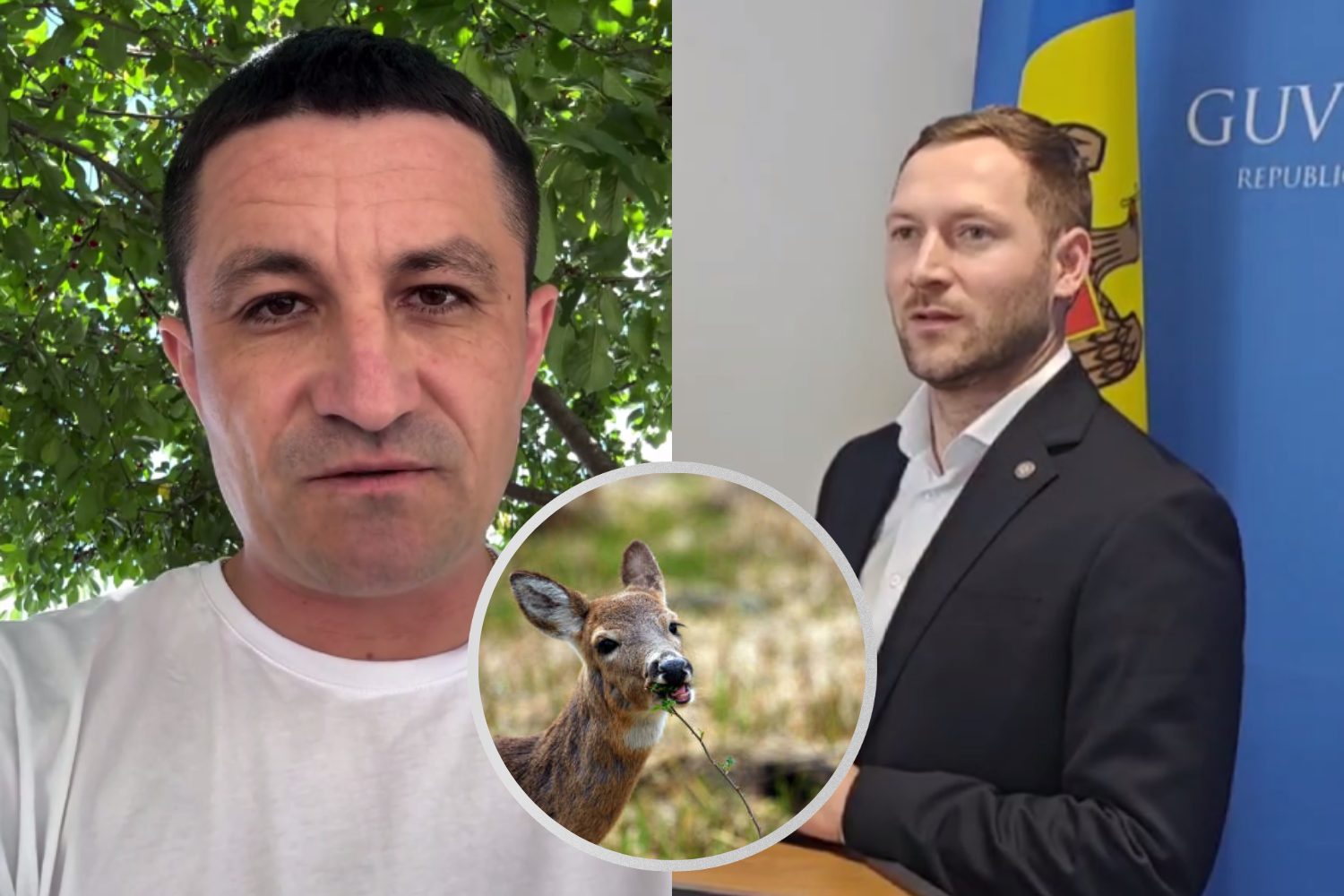 Разрешение на отстрел косуль и оленей: в Министерстве окружающей среды объяснили решение, а экс-глава Инспектората по защите окружающей среды подверг его критике