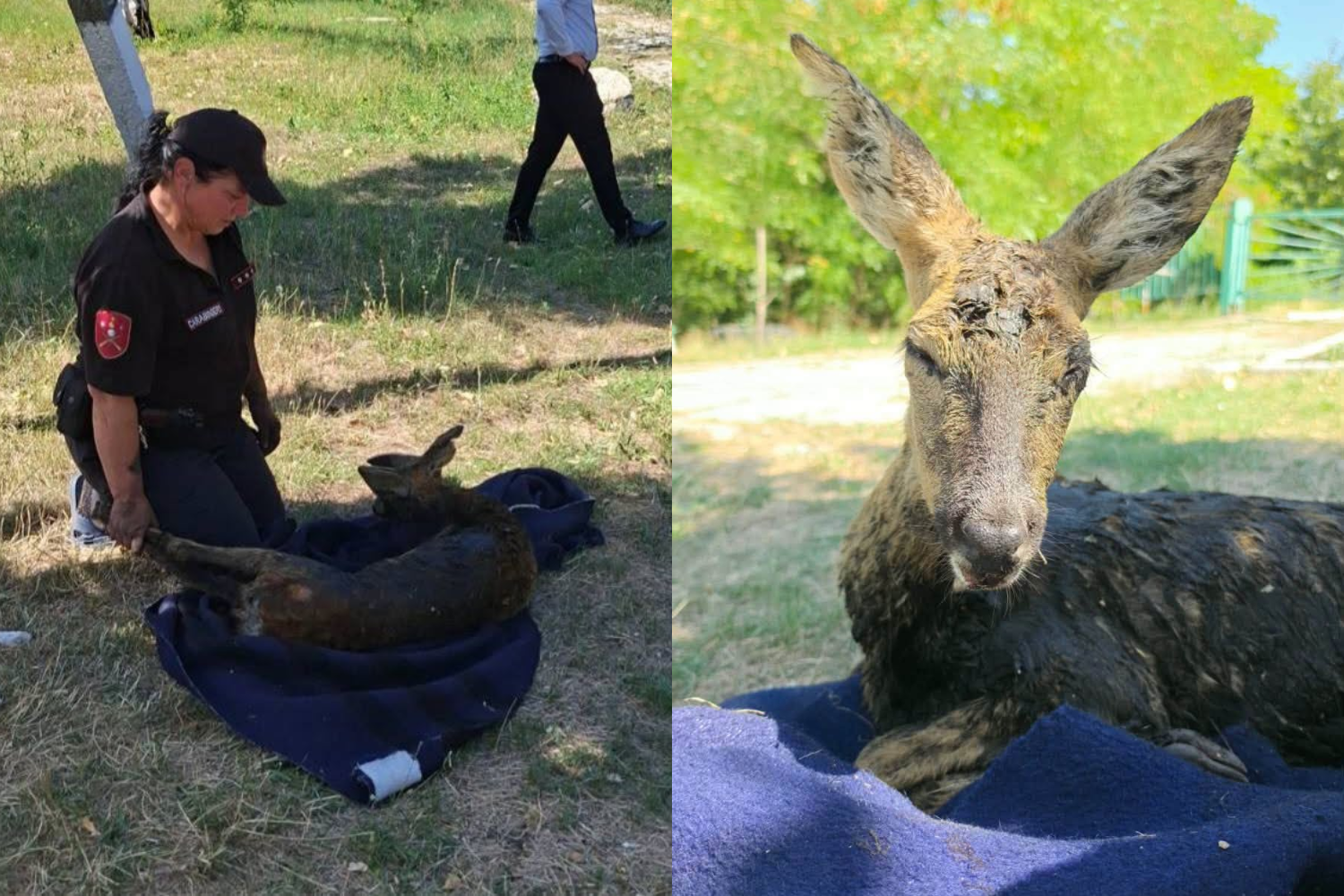 В Криулянском районе спасли косулю, застрявшую в пруду