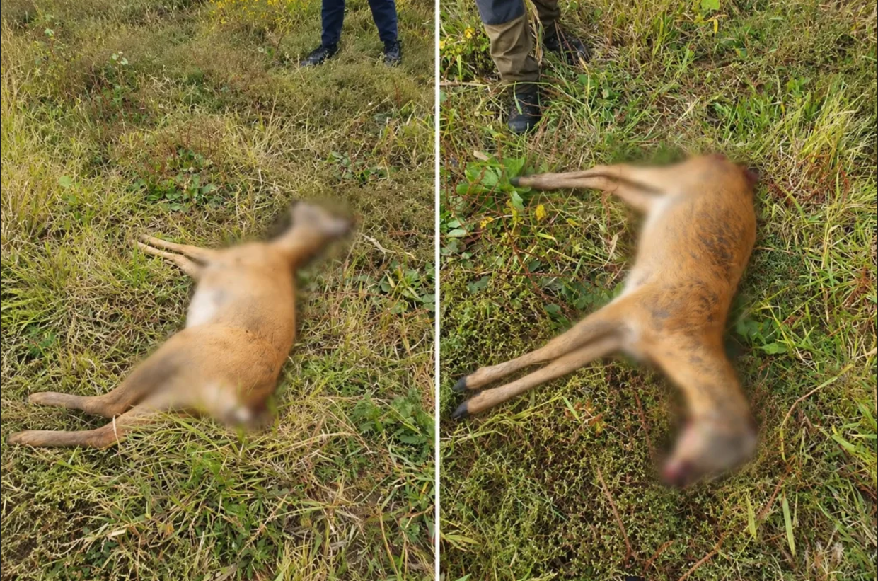 В Каларашском районе обнаружили застреленную косулю: подозревают браконьерство